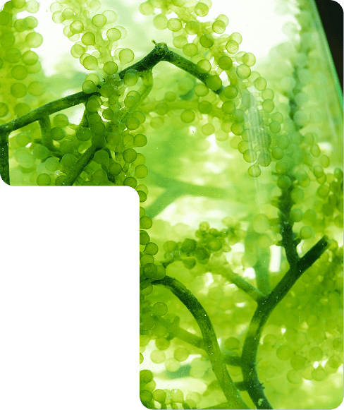 Bluum Nutricosmética premium con bioactivos naturales