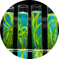 Bluum Nutricosmética premium con bioactivos naturales